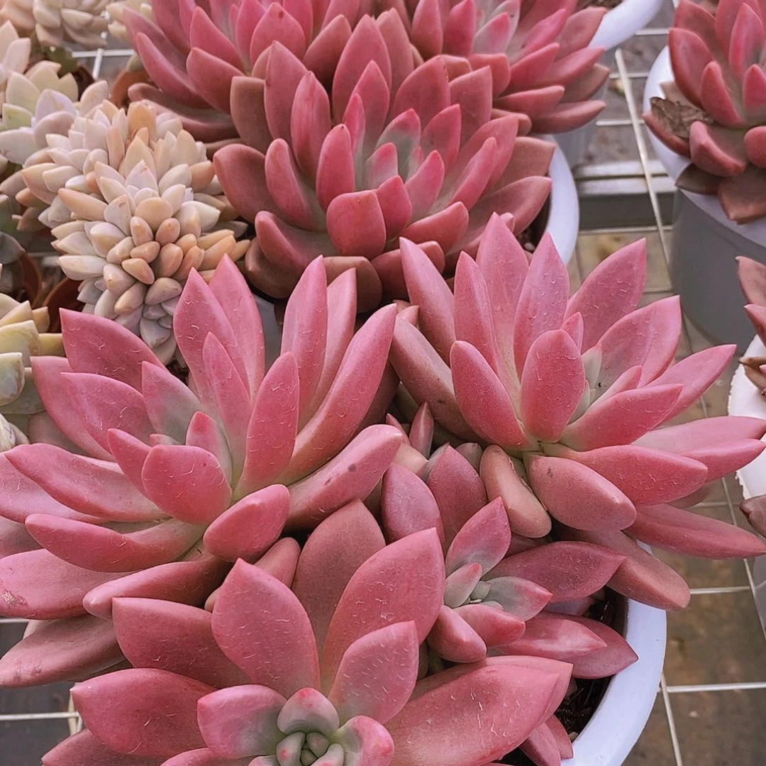桃花源三大头起发大盆群生