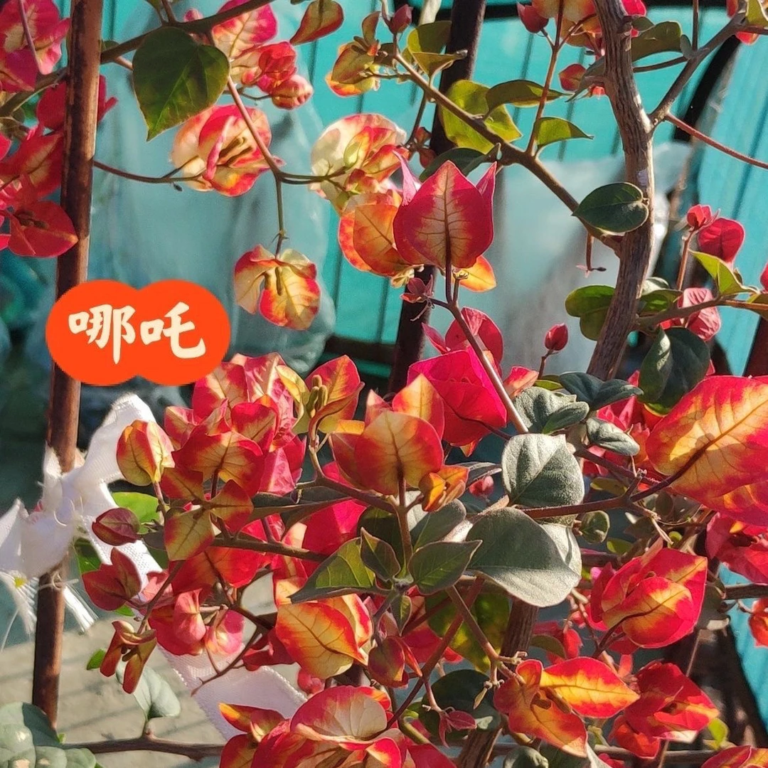 哪吒三角梅   壮苗好养易开花花卉基地  【不带花发货】