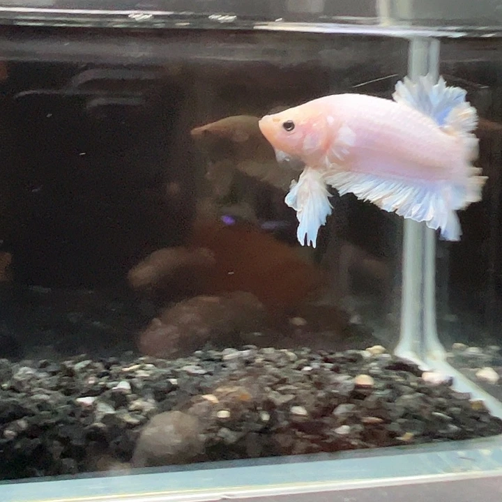 斗鱼跑單拉黑28日25