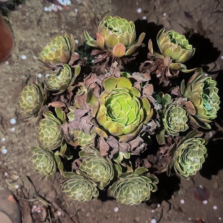 999孔雀翎多肉植物