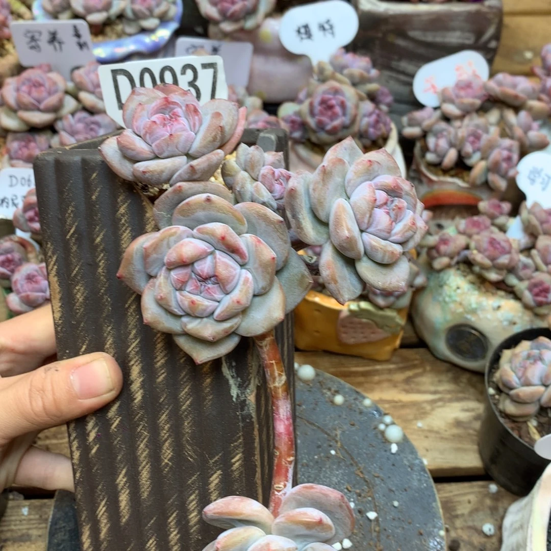 D0937 突尼斯悬崖桩
