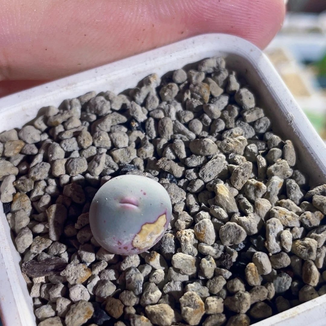 福利嘟嘟嘴434v嘴植物一物一拍