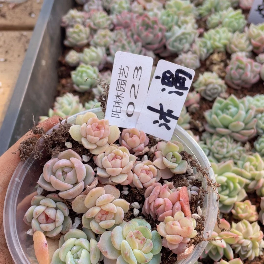 量拍多肉植物多肉植物23