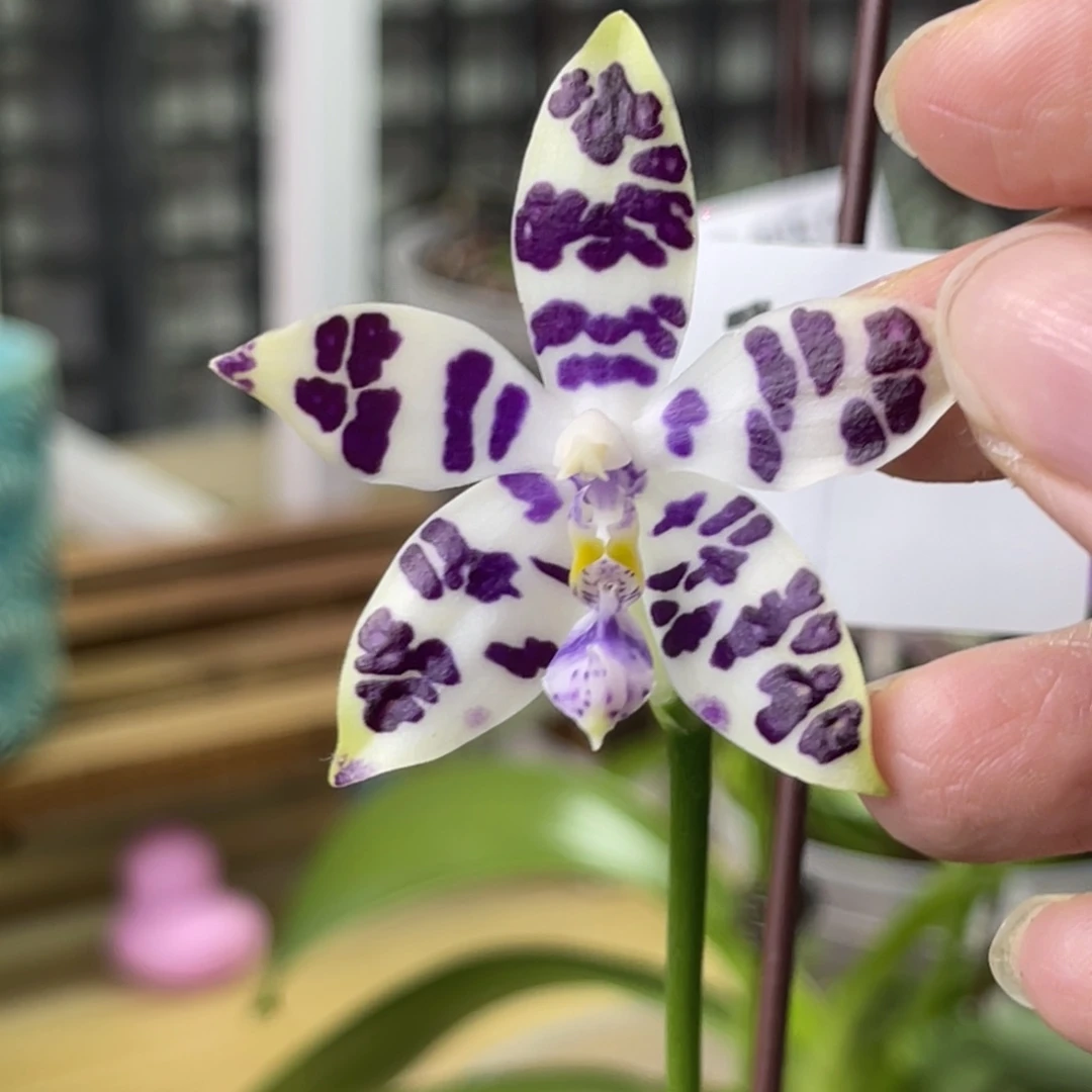 完全开放柳林3574-1406