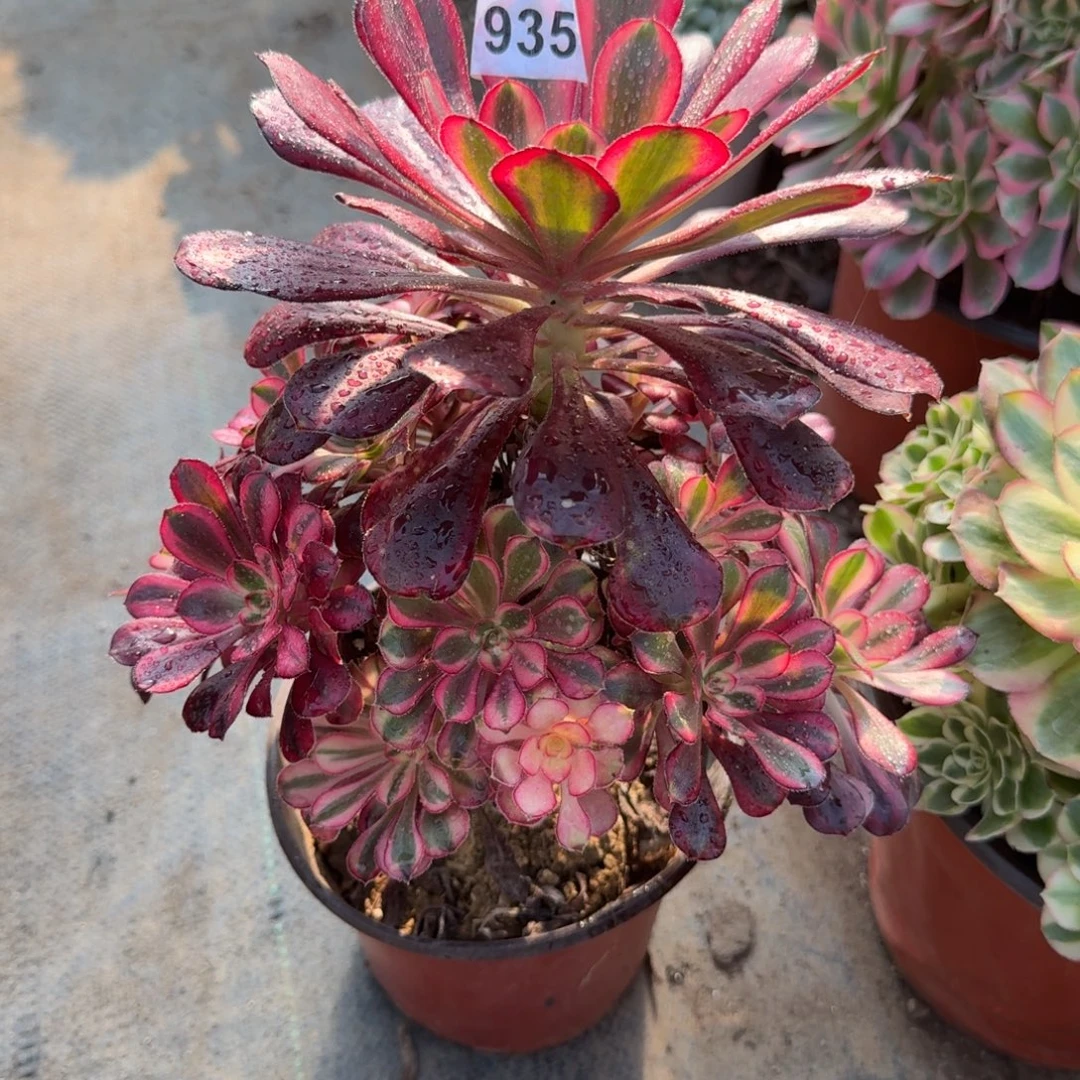 满20包邮，935粉体香奈儿