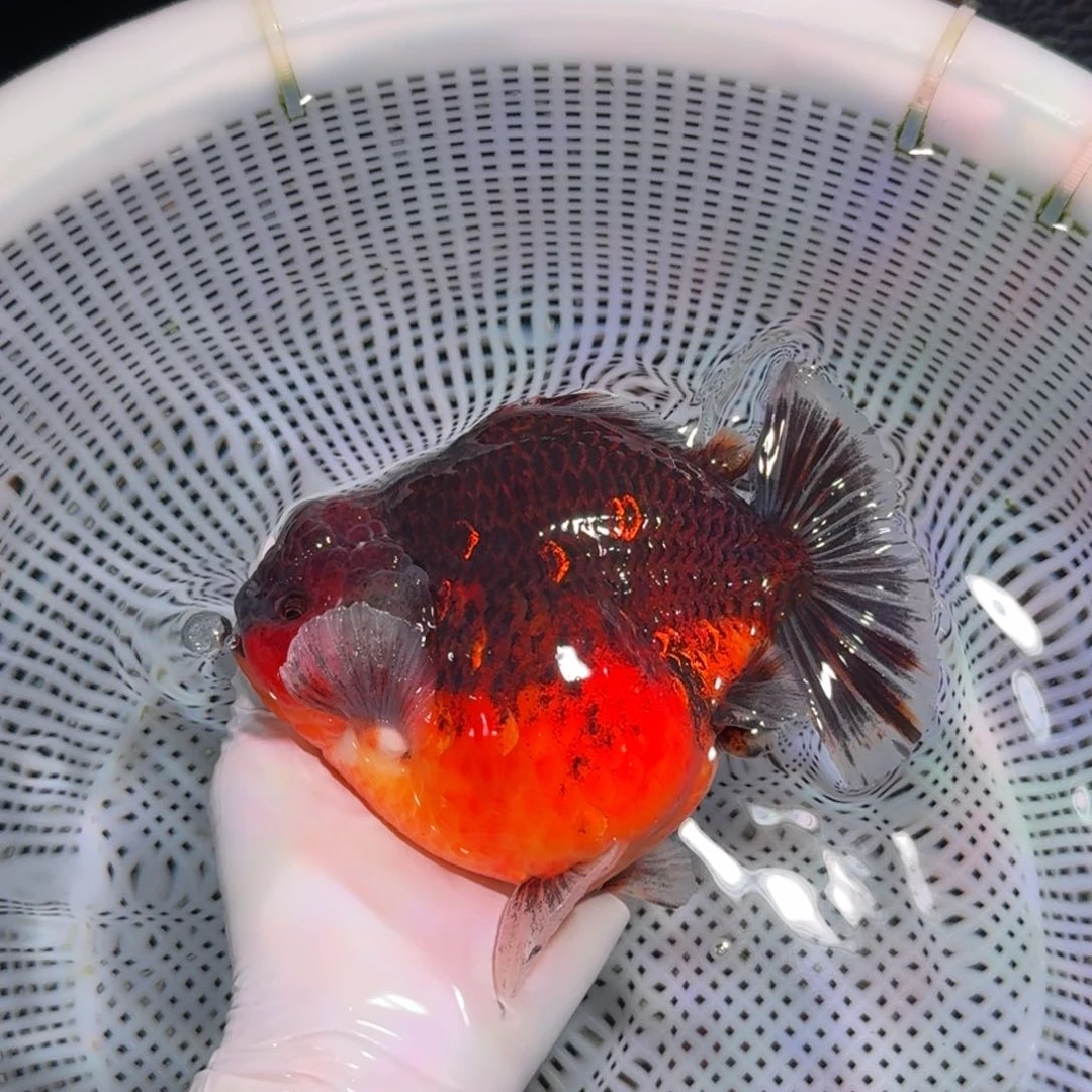 金鱼类不分公母15