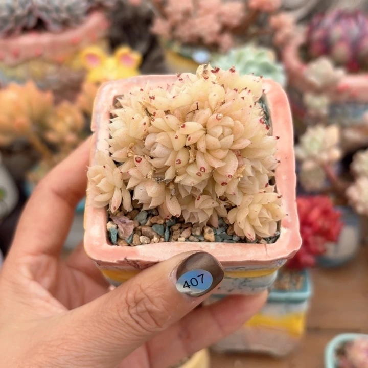 407 多肉含盆土 30元包邮 ➗偏远地区