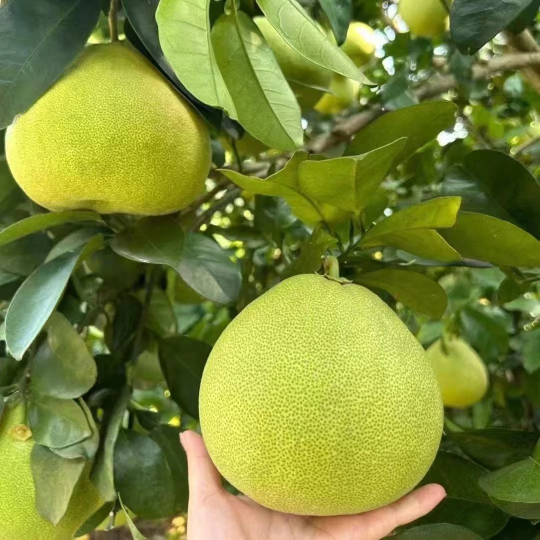 【建华推荐款】莆田当季文旦柚包邮