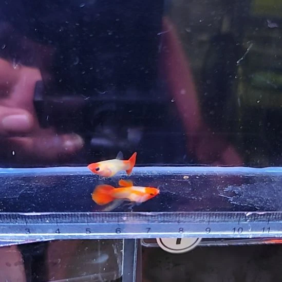 孔雀鱼15蓝贵族玻璃猫一对