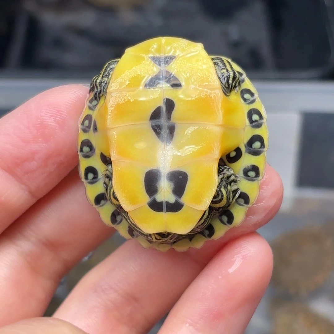 不分公母宠物龟全品火焰