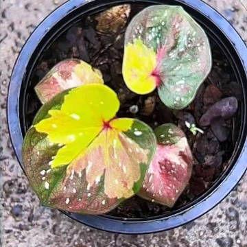 322-0513杰克丹尼彩叶芋泰国发货