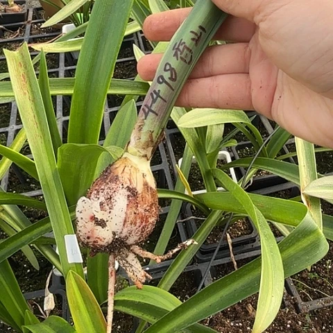 用****3白肋香山3.8-4根少4498