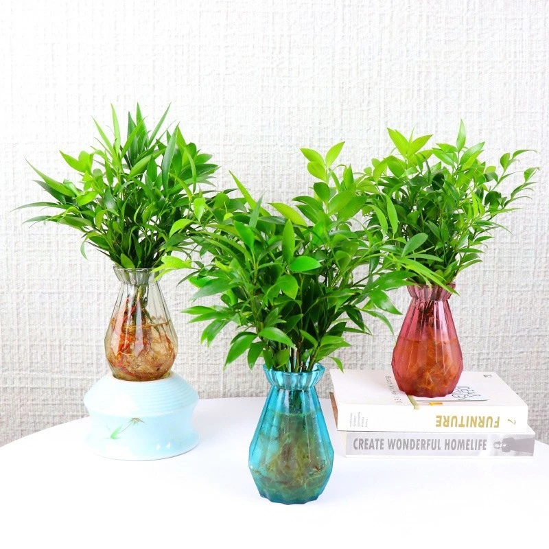 盆栽水培新宠驱蚊竹柏植物室内客厅卧室桌面绿植盆栽花卉大棵吊兰