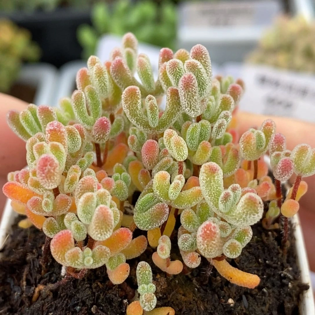 678实生小星星切糕（20颗）。