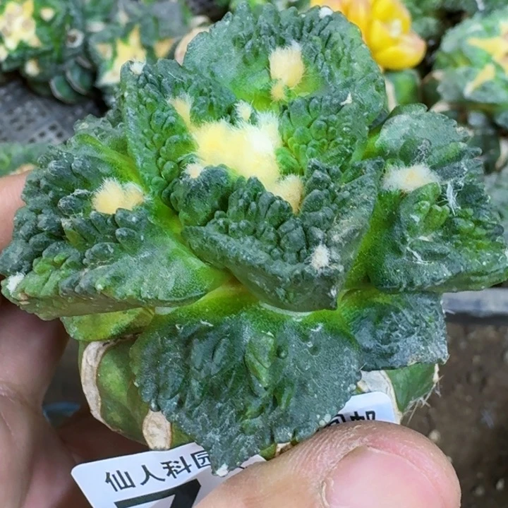 福利苗接炸尤哥斯拉锦719