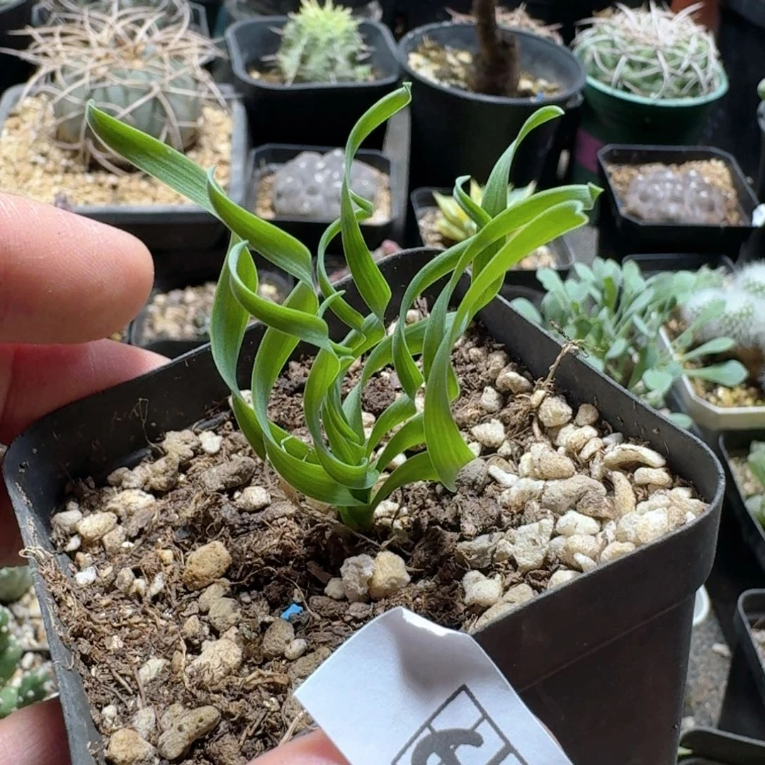 681弹簧草带盆发货