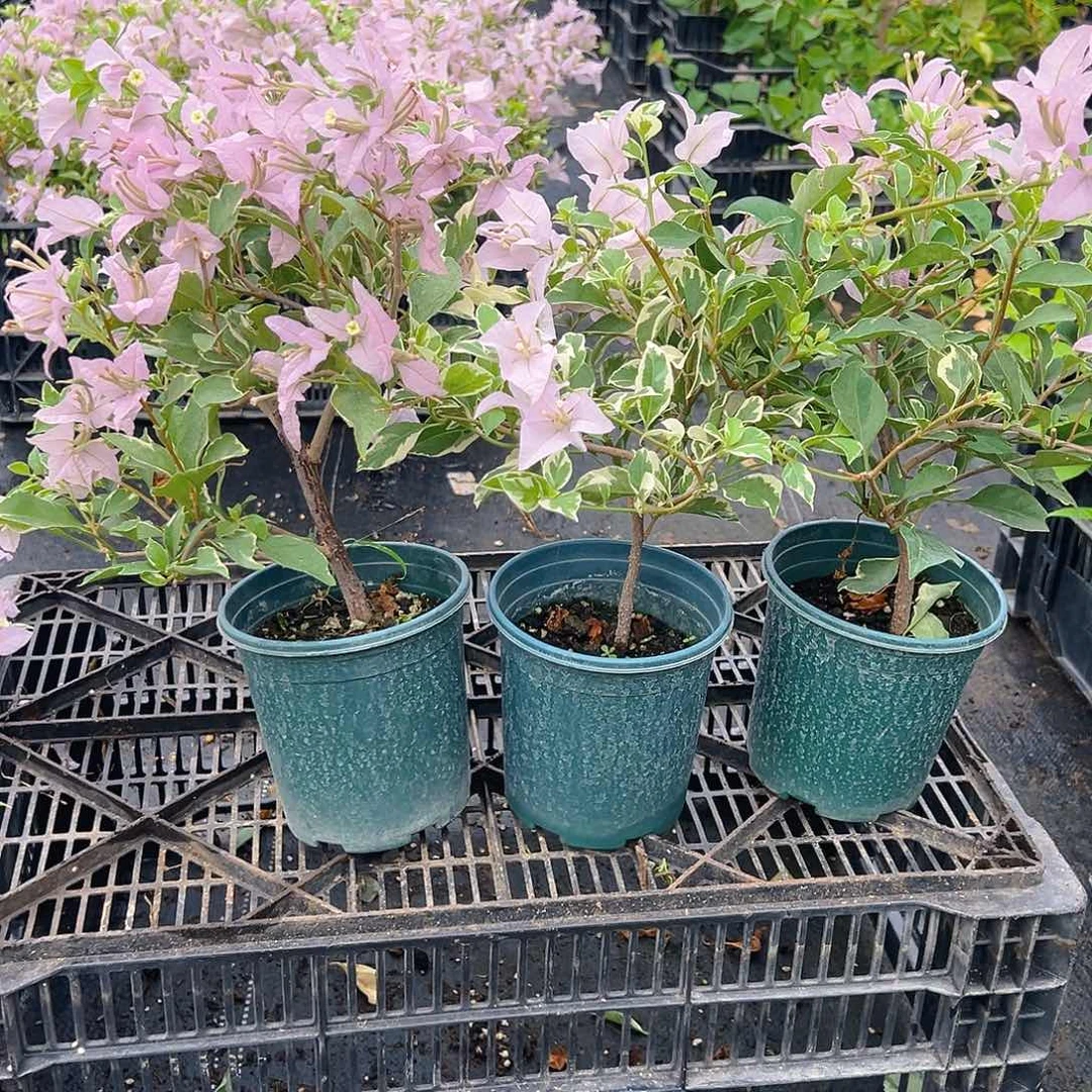 大部分花苞少量开放花叶苹果花掌中宝一棵