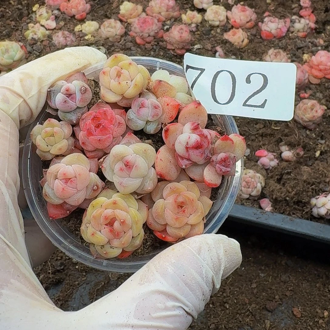 多肉植物多肉植物702