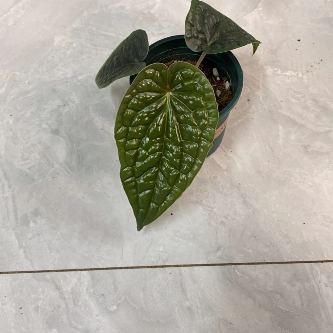 *****不开花植物5626  奢华籽播