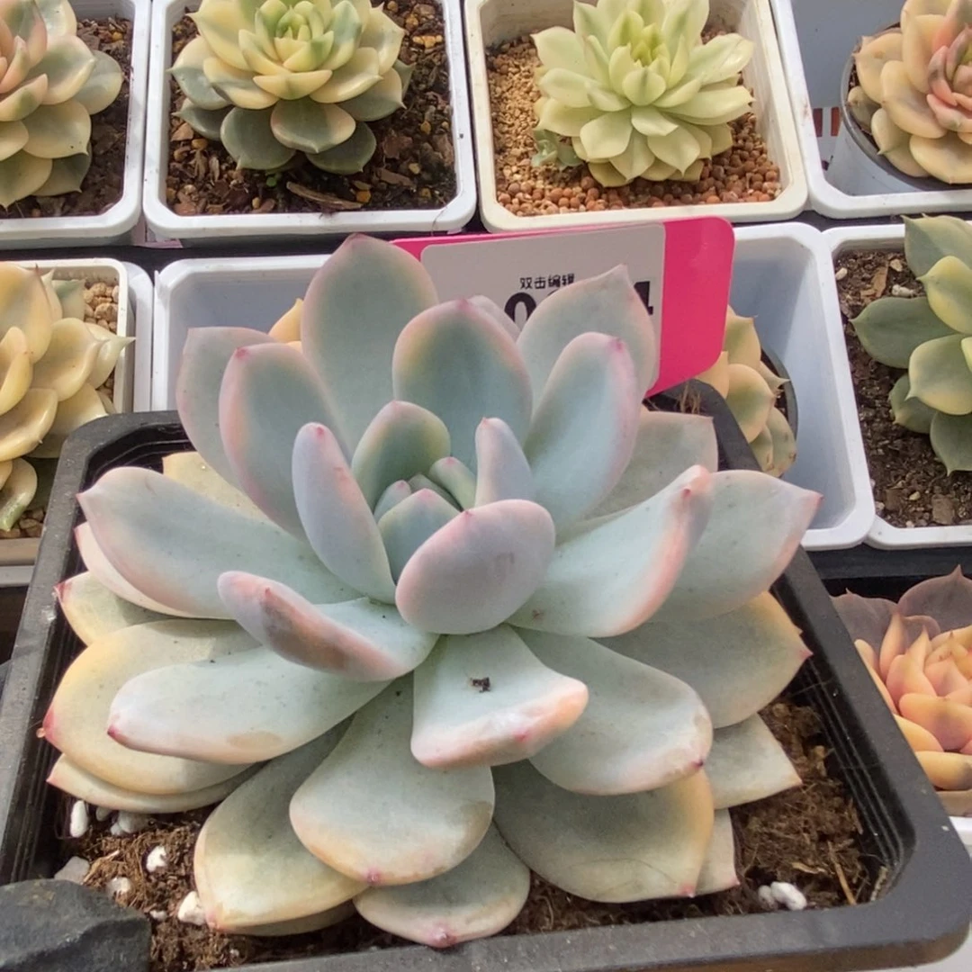 句*。054橙子锦锦锦锦锦锦