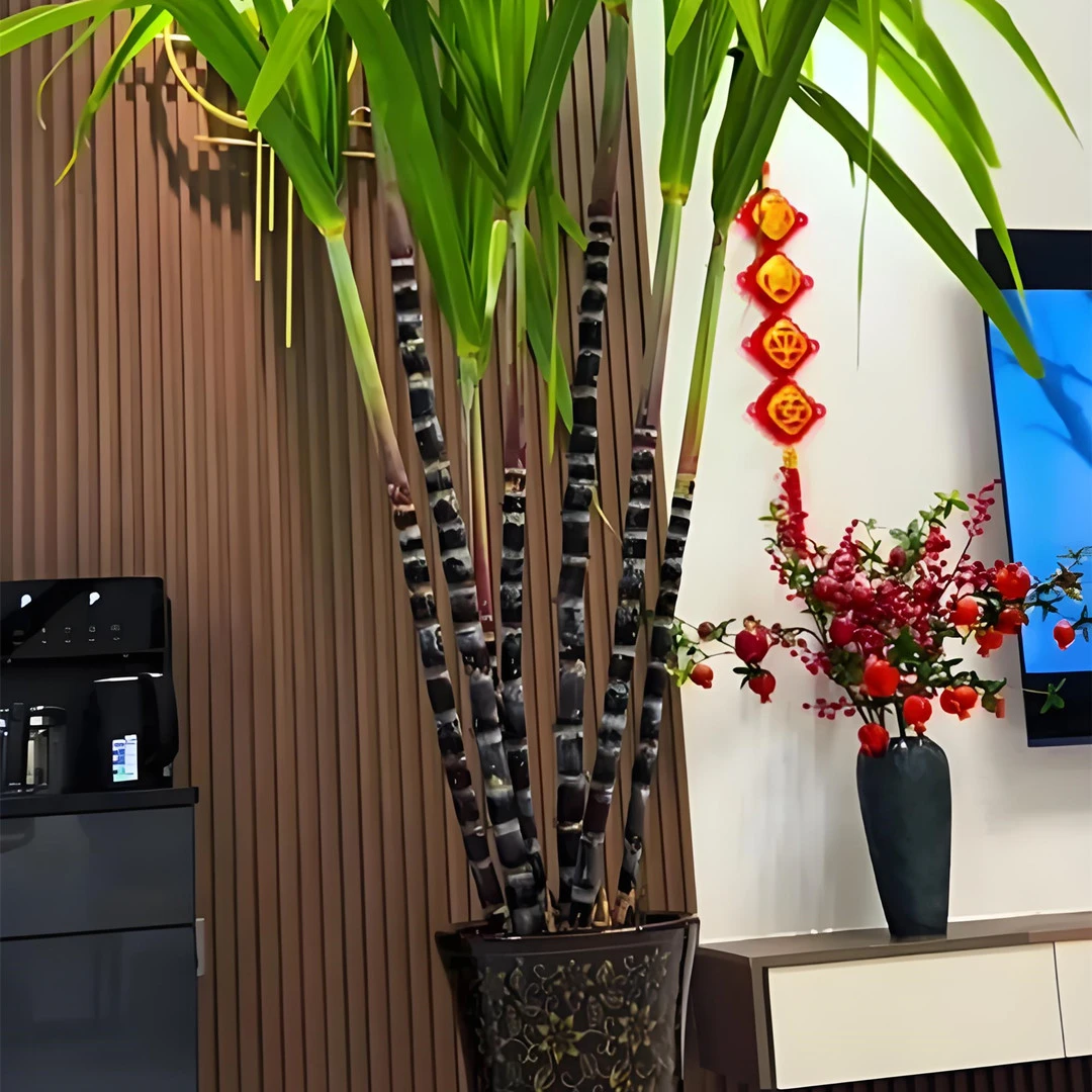 甘蔗盆栽 黑/黄皮可选 庭院阳台观赏食用绿植 耐热耐晒好养