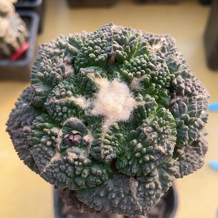 仙人球袖浦接哥斯拉8.4公分22