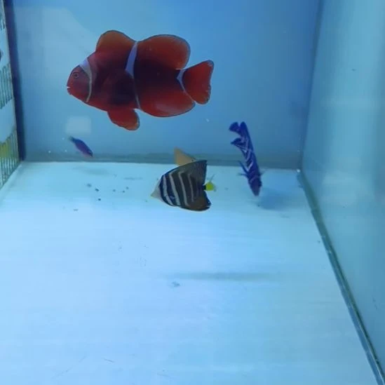 蓝纹1条。5+蓝嘴一条