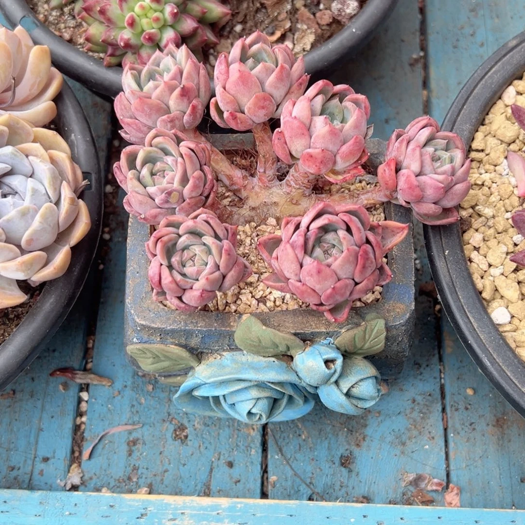精品多肉植物老桩