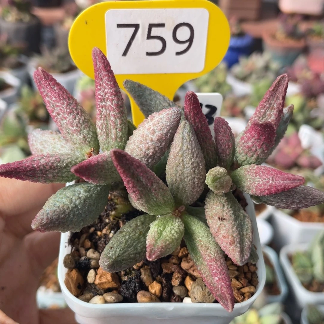 纯红哈默。    759。