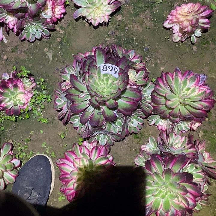 ࿐****࿐多肉植物法师899倾城