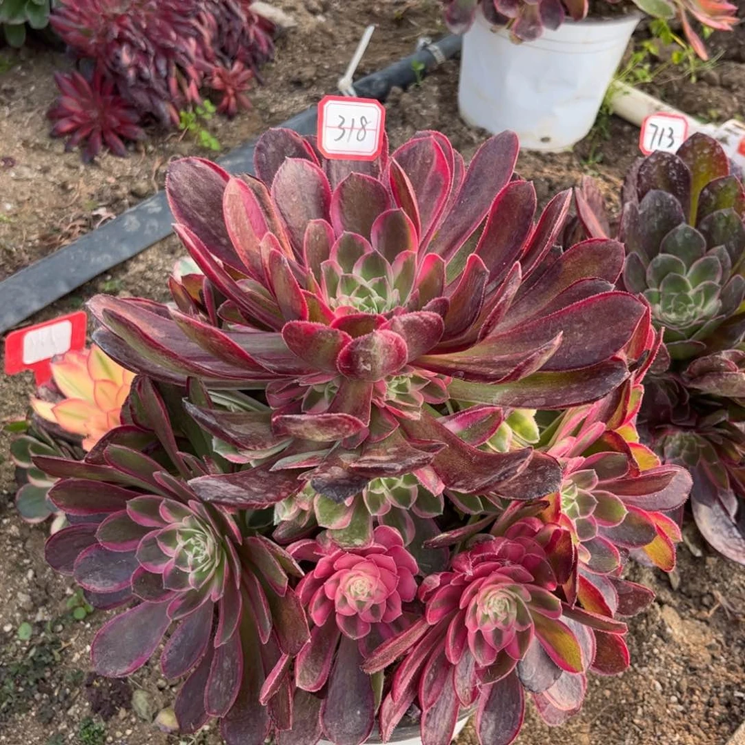 318多肉植物孔雀翎