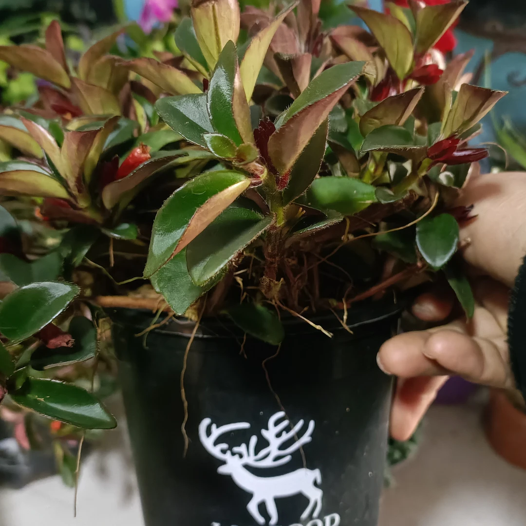 红金鱼吊兰盆栽室内绿植吸甲醛好养耐热寒观花植物