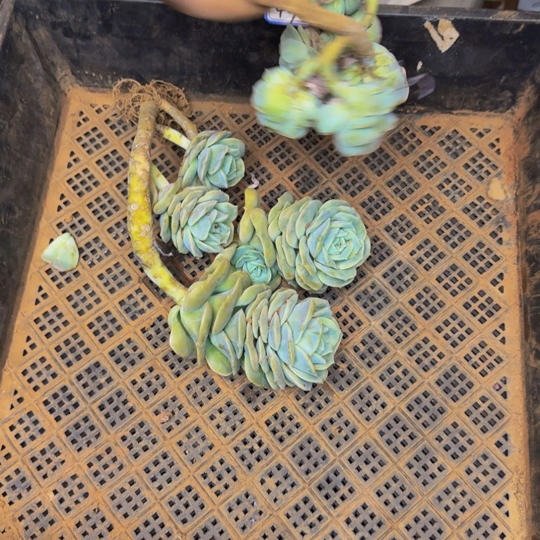 多肉砍头 不包损49号