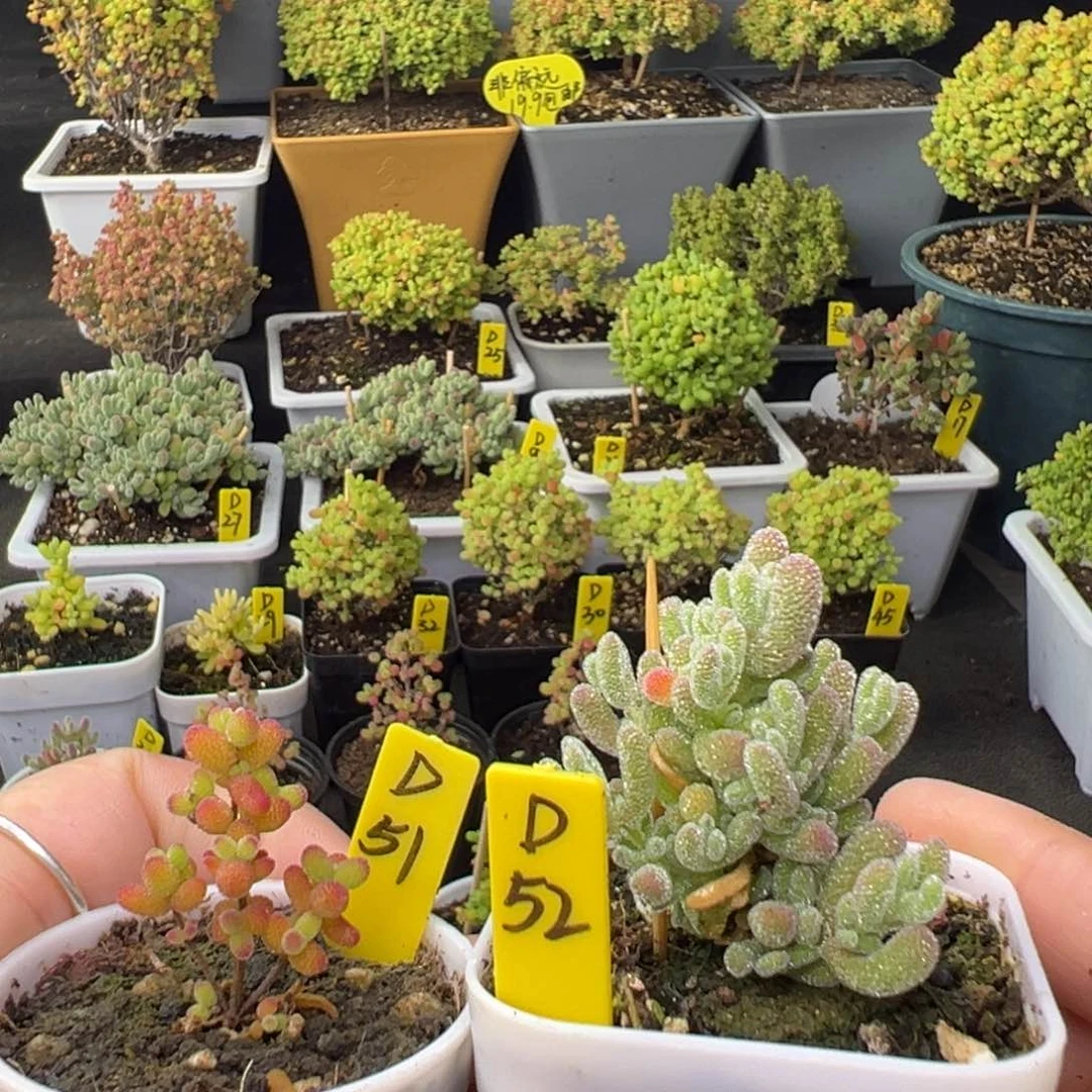 用****8金桔➕冰晶带盆带土发货