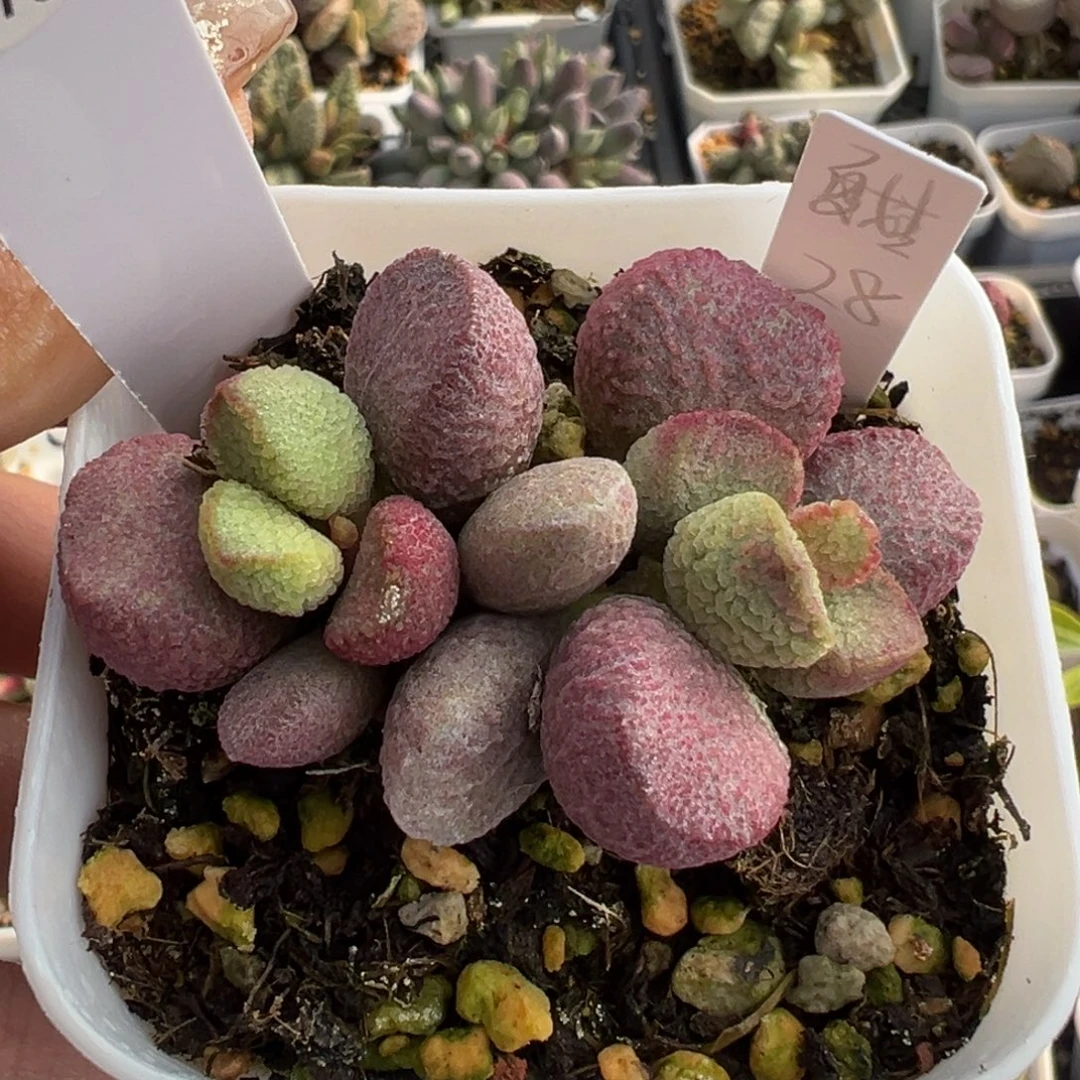 82夏娃老桩多头水泡