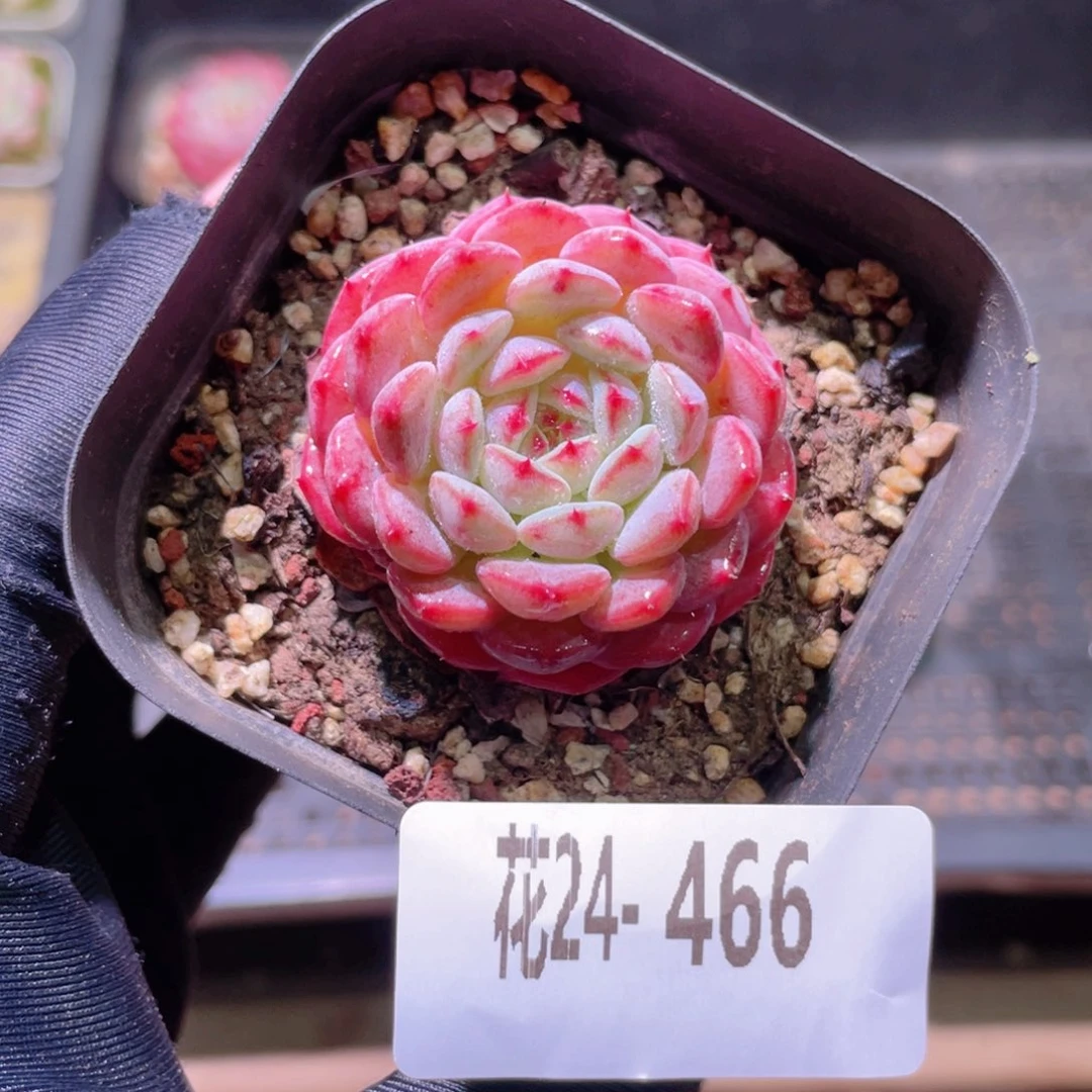花利美24-466哈尼
