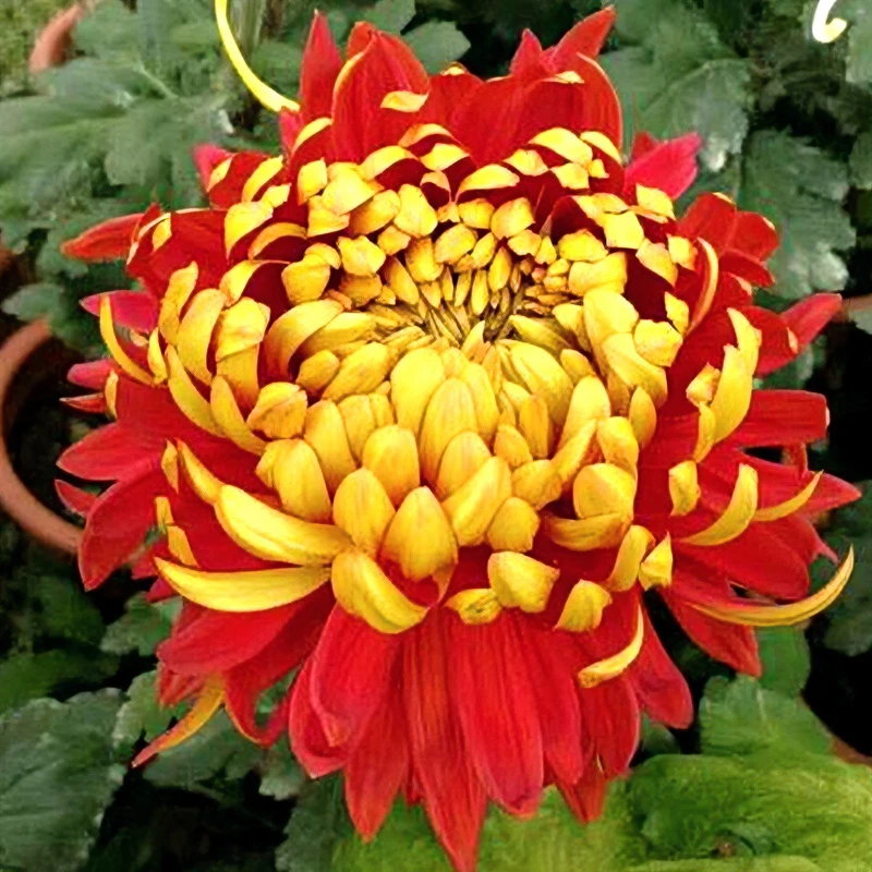 A【 大花富贵菊】   菊花苗 带土发货