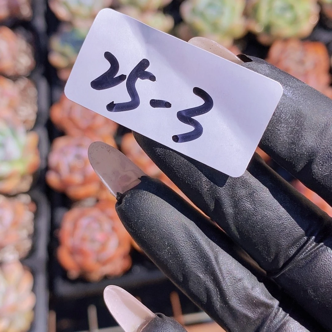 25-3-福利胖墩微瑕一颗量拍