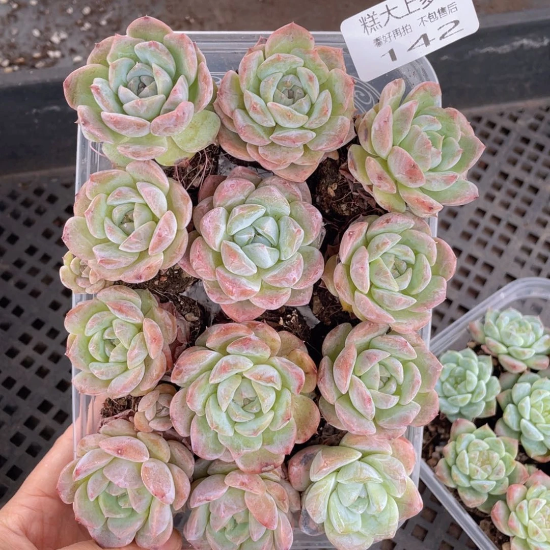 糕大上多肉植物142