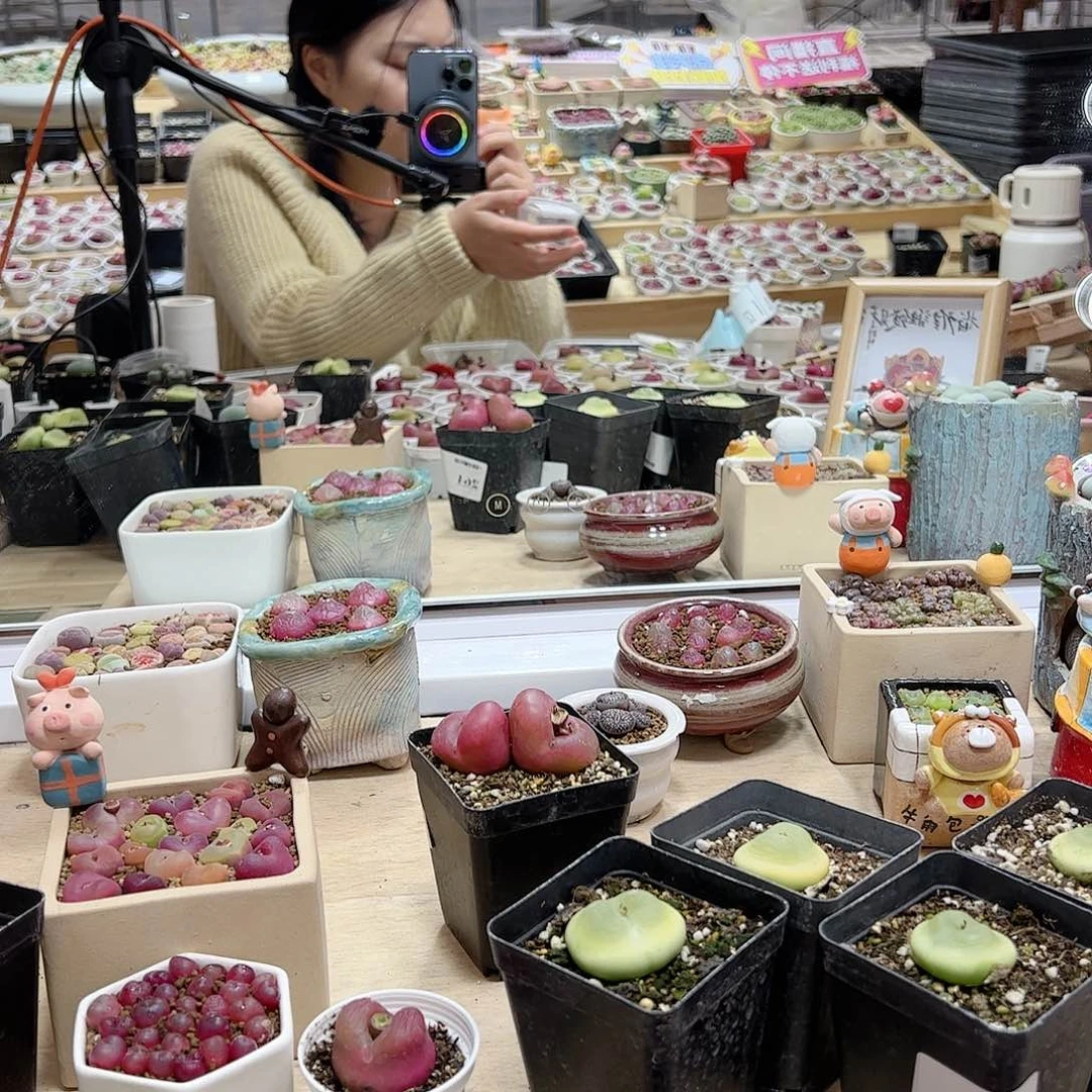 【闪购商品】C*寶373+泥1