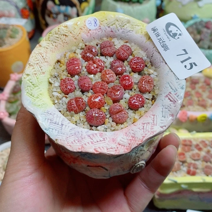 生石花花花花花花715