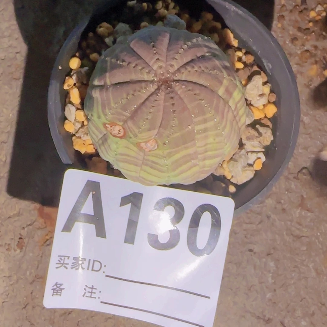 【闪购商品】块根植物