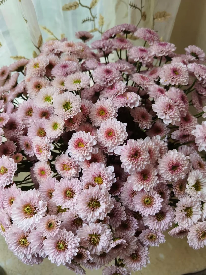 泡泡糖小雏菊一把     花期长好养活云南基地鲜花