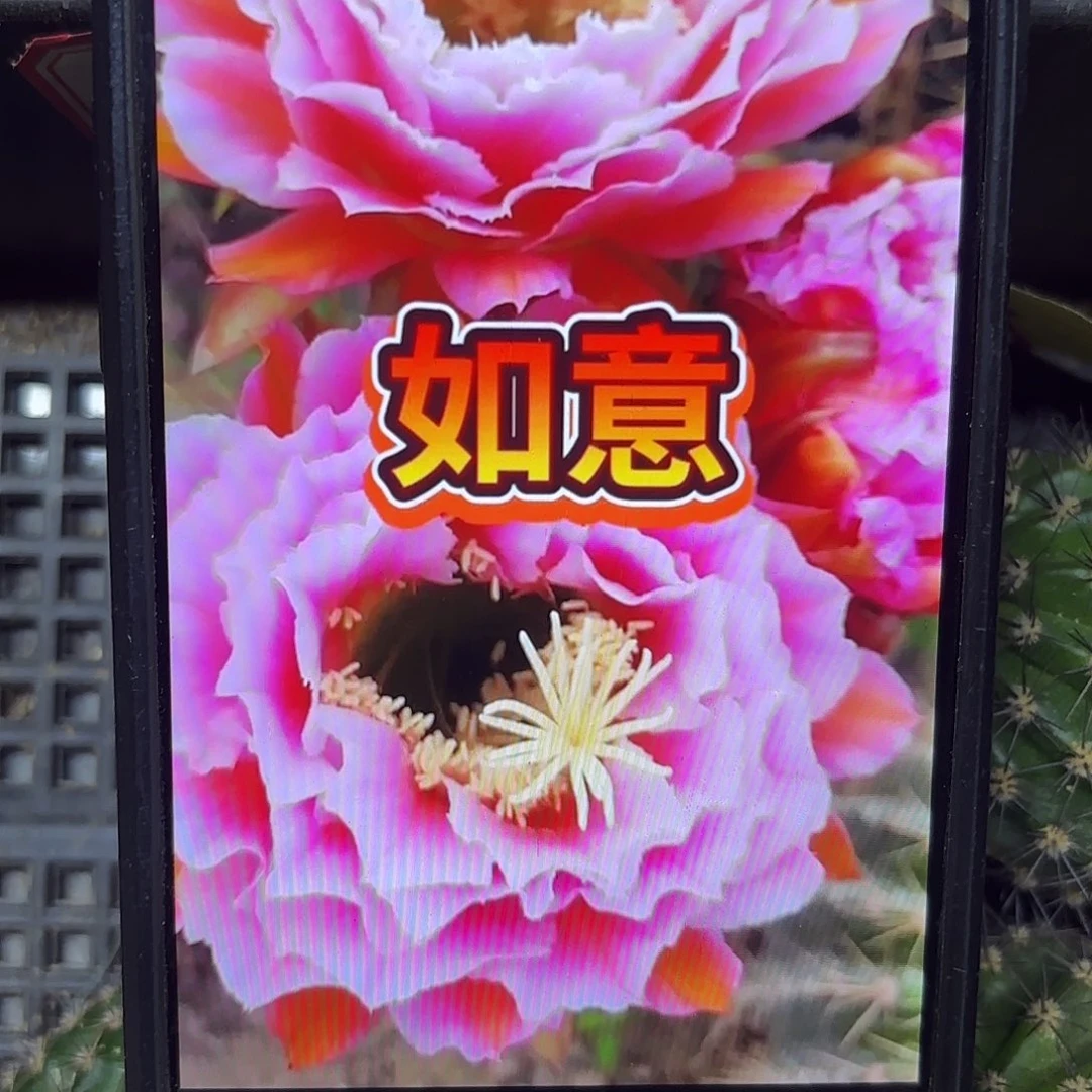 如意毛侧牙20包邮56