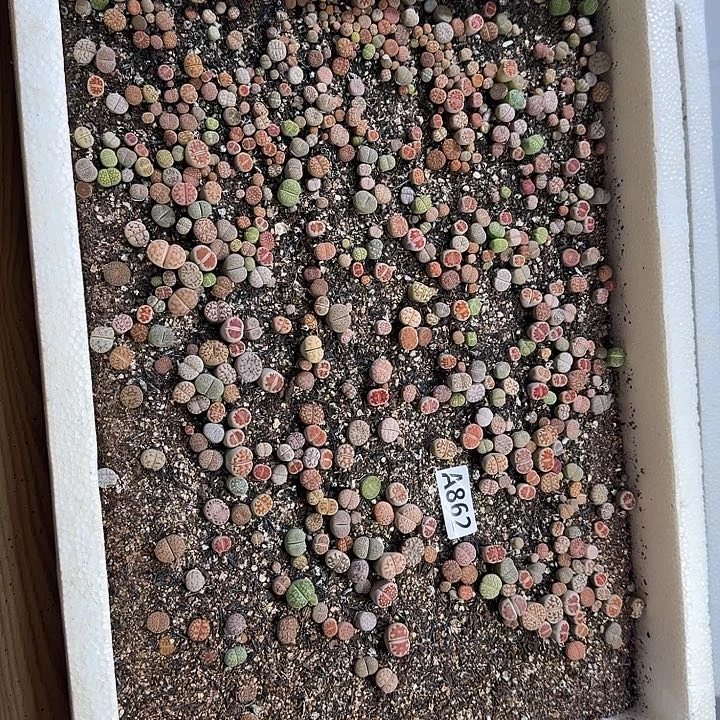 生862石花整筐脱土发货