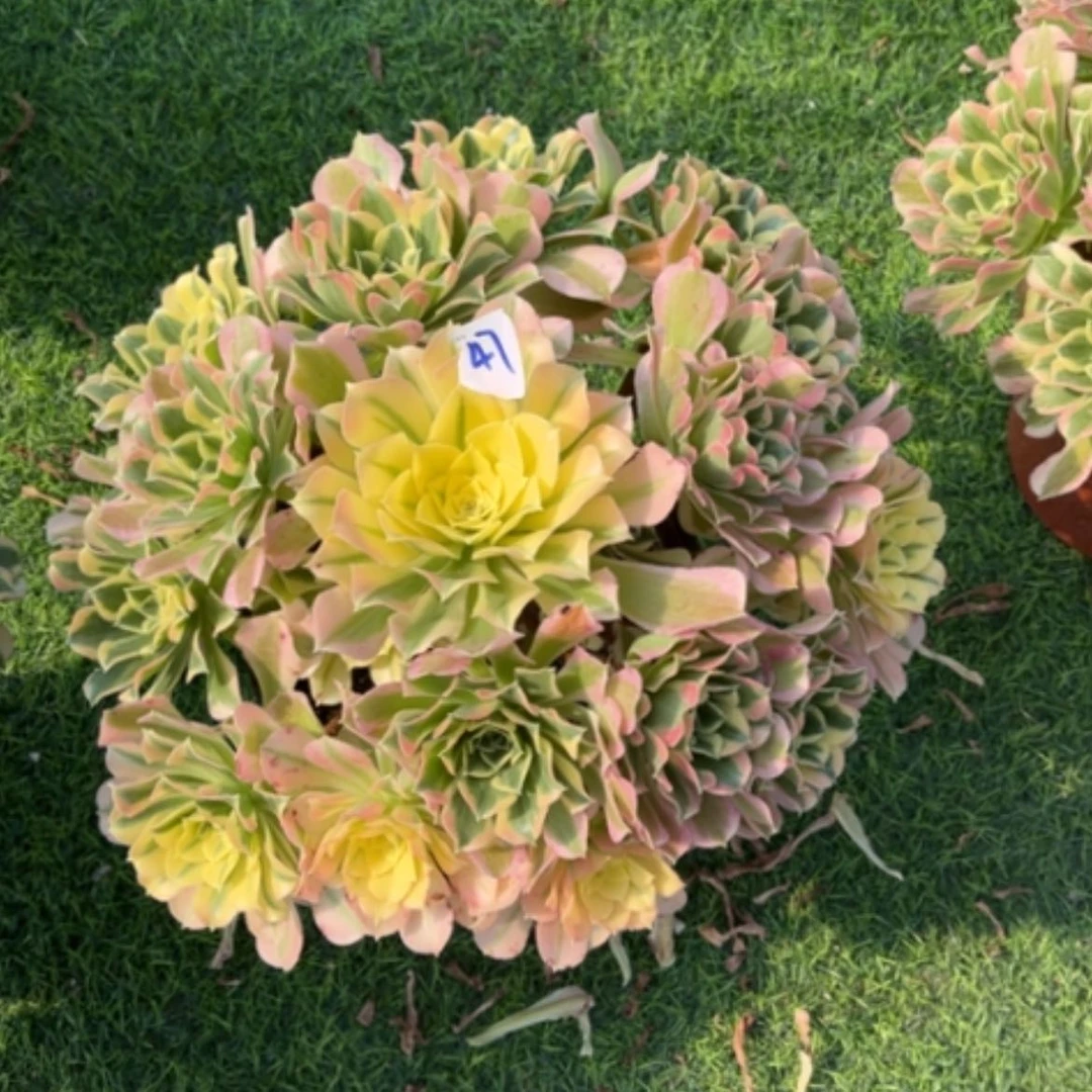 【闪购商品】47白凤多肉法师