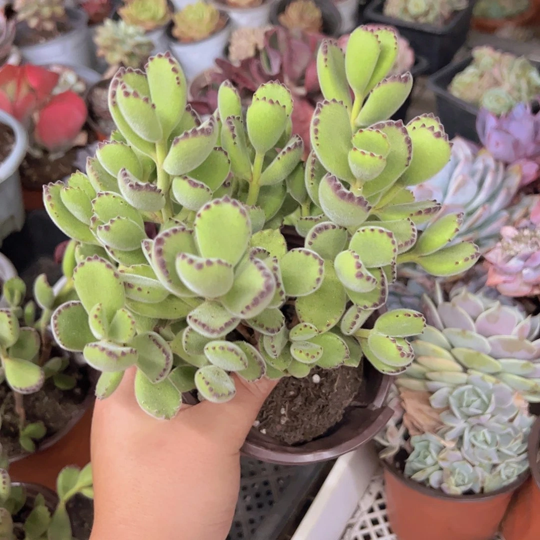 熊童子整装群生老桩