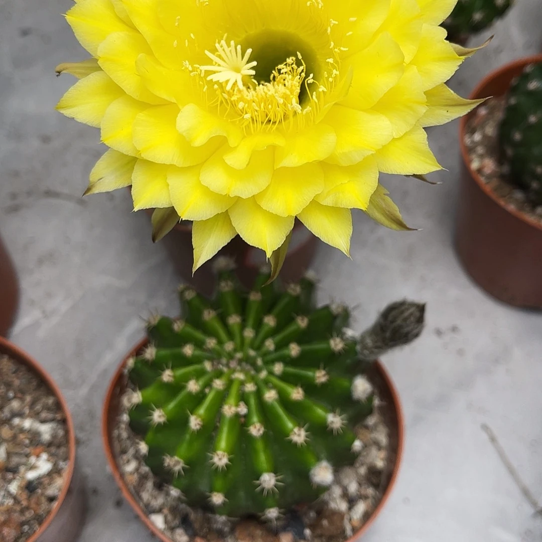 彩草96号6-7公分左右