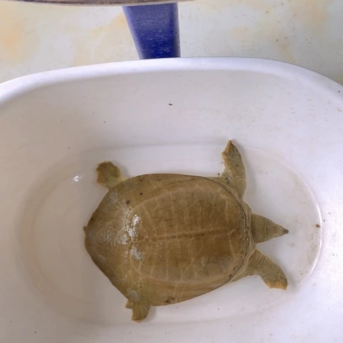 牛***爸中国大陆开箱请拍视频甲鱼