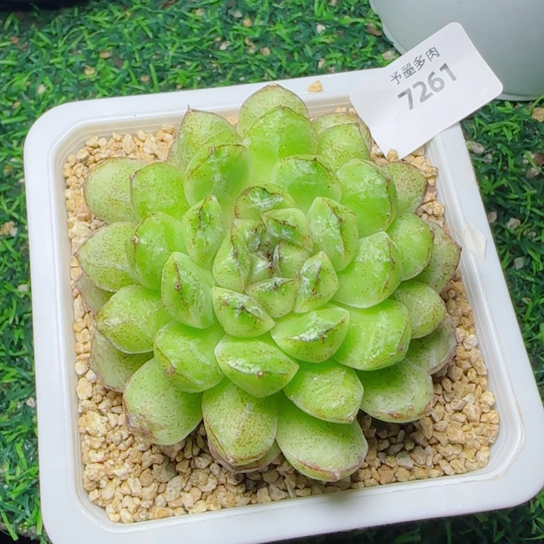 赤水晶，7261多肉植物